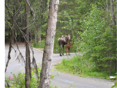 Middle Quartz Moose